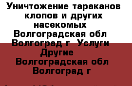 Уничтожение тараканов,клопов и других насекомых - Волгоградская обл., Волгоград г. Услуги » Другие   . Волгоградская обл.,Волгоград г.